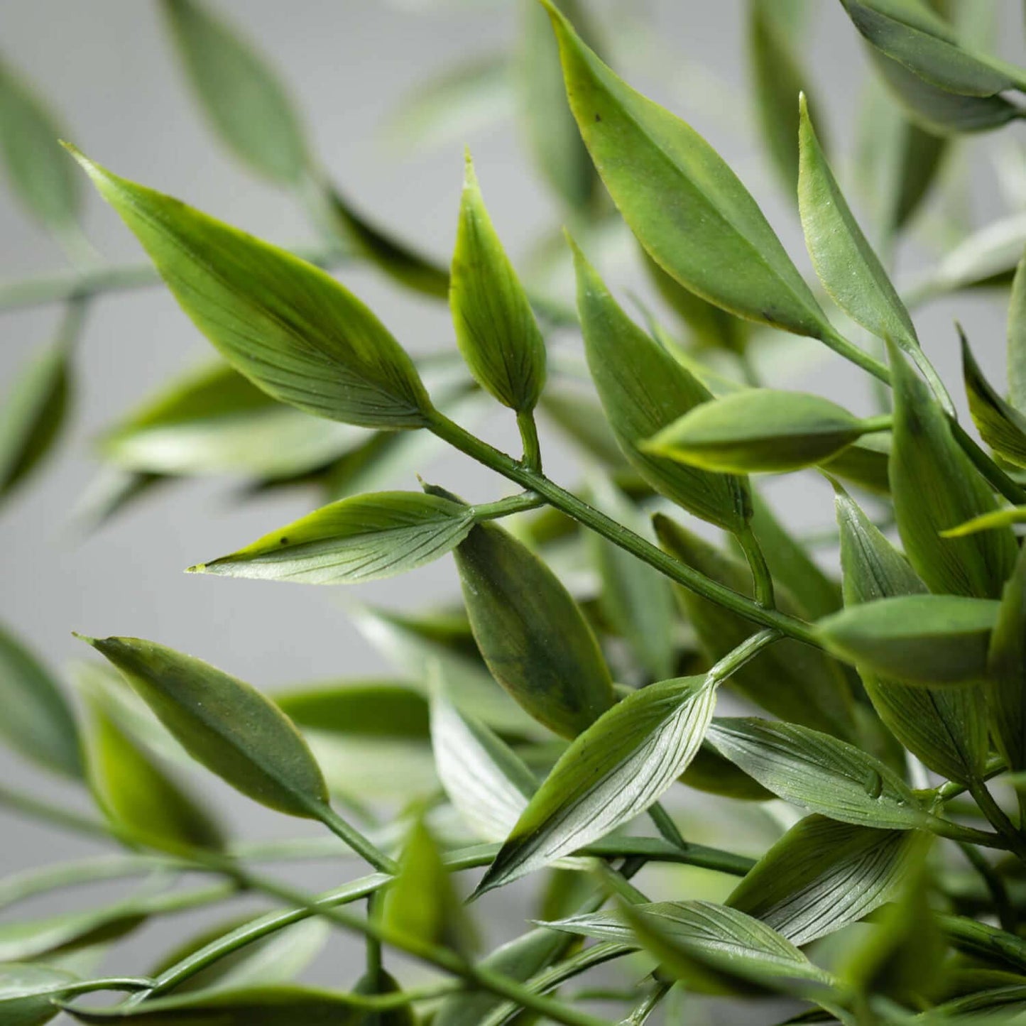 Leafy Ruscus Bush