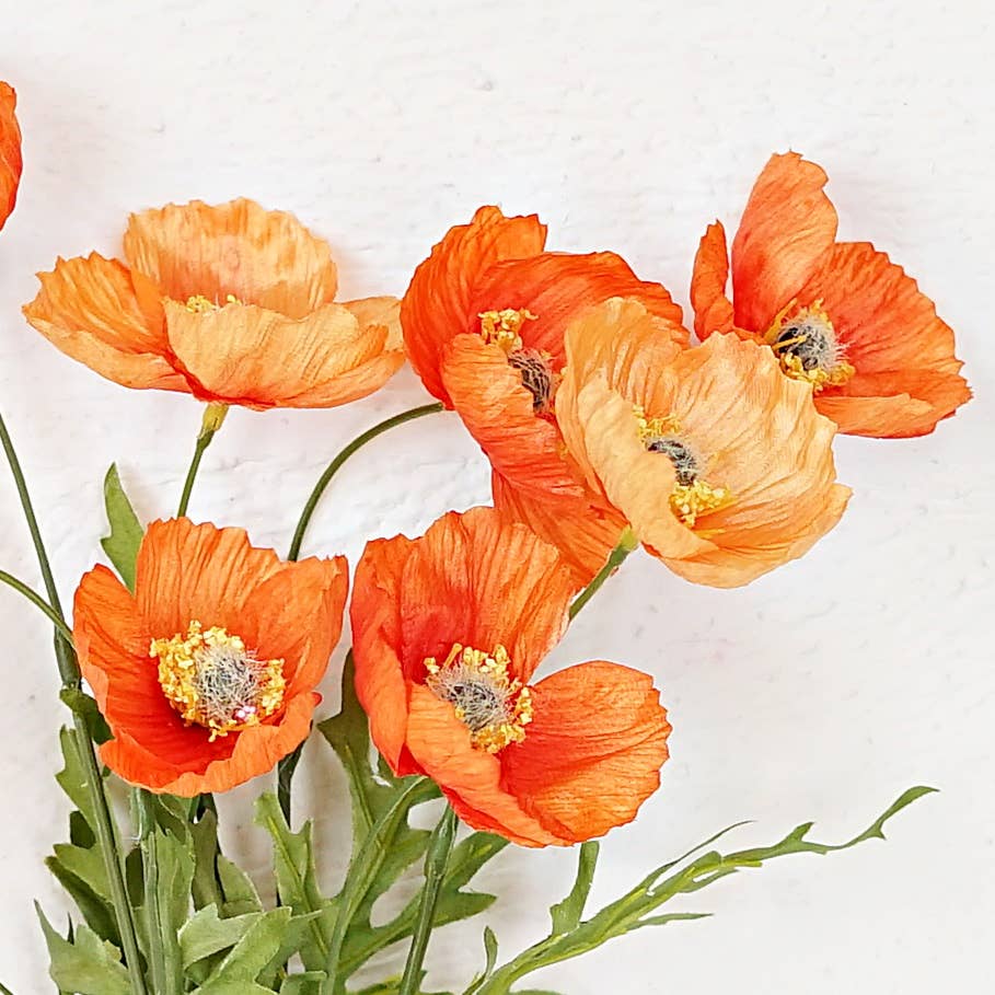 Poppy Bush Orange