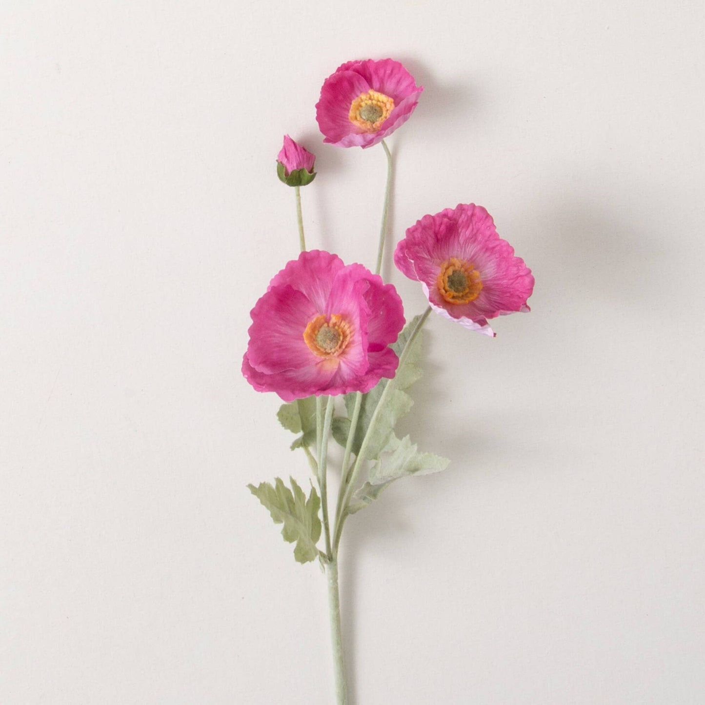 Pink Poppy Stem