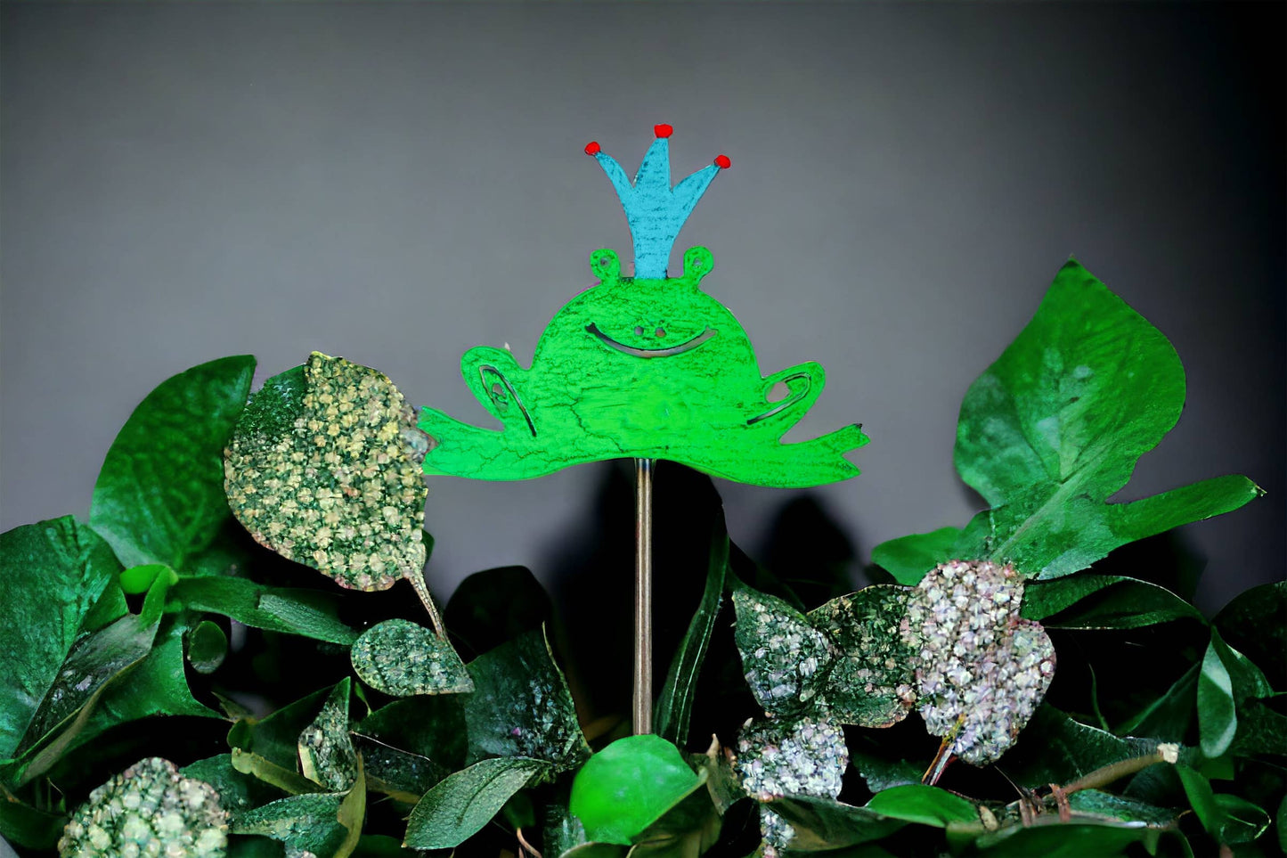 Frog plant