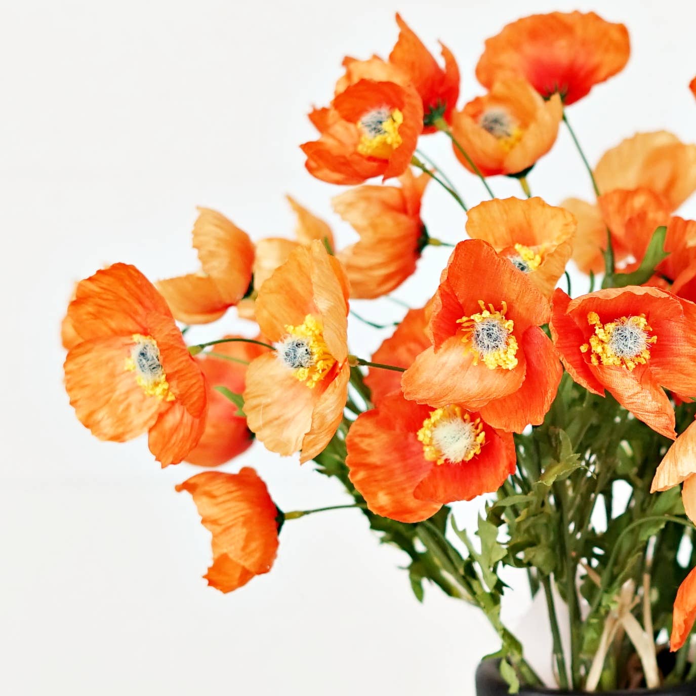 Poppy Bush Orange