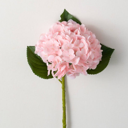 Pink Hydrangea