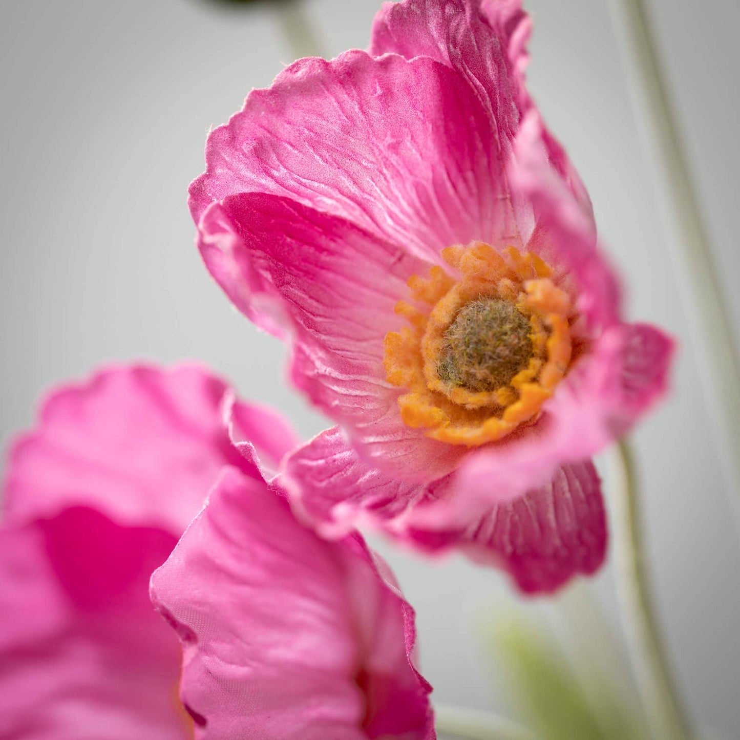 Pink Poppy Stem