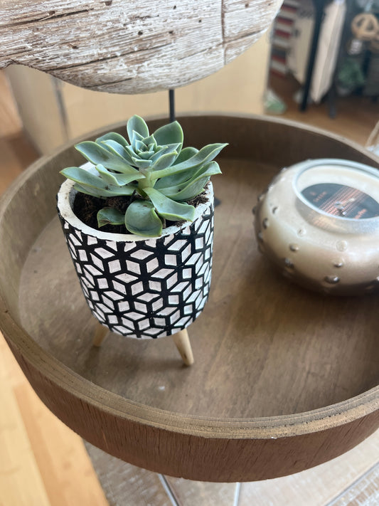 Succulent