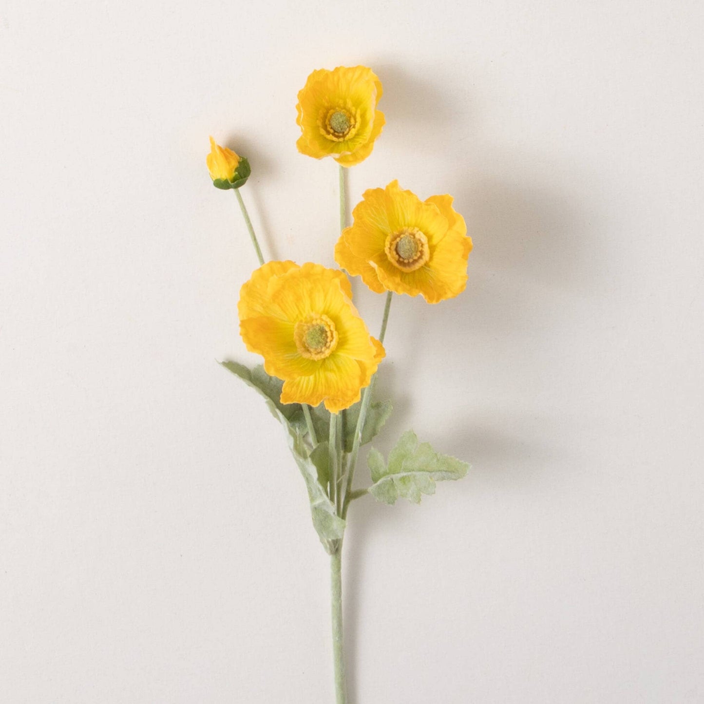 Yellow Poppy Stem