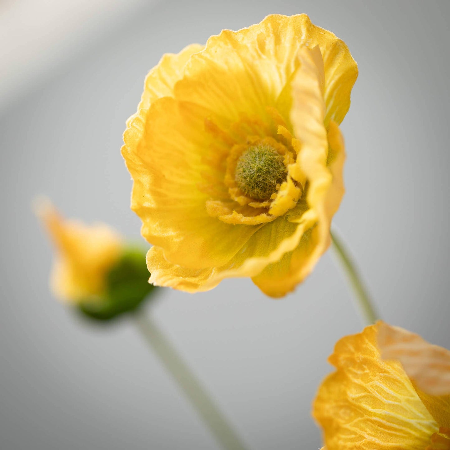 Yellow Poppy Stem