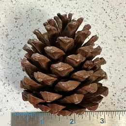 Pinecones