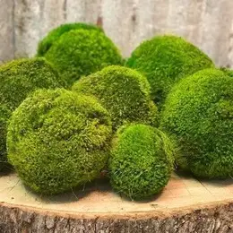 Moss Ball Set