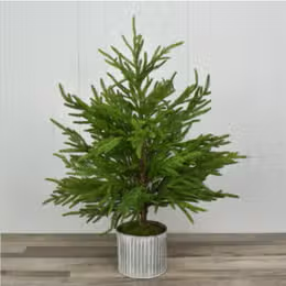 Norfolk Pine Tree In Galvanized Whitewash Container 28”