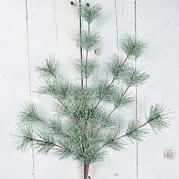 Sparkle Pine