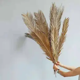 Floral Dried Folium Cycas